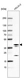 Anti-ETV7 Antibody