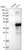 Anti-ETV7 Antibody