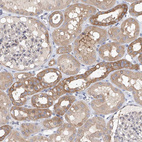 Immunohistochemical staining of human kidney shows moderate to strong cytoplasmic positivity in cells in tubules.