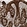 Anti-CARMIL1 Antibody