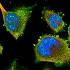 Immunofluorescent staining of human cell line U-251 MG shows localization to nuclear speckles & cytosol.