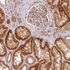 Anti-MTHFD1L Antibody