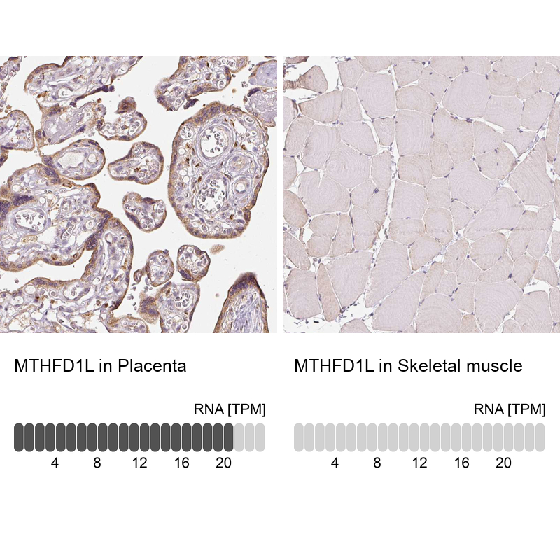 Anti-MTHFD1L Antibody
