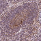Immunohistochemical staining of human lymph node shows moderate to strong granular cytoplasmic positivity.