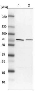 Lane 1: NIH-3T3 cell lysate (Mouse embryonic fibroblast cells)_br/_Lane 2: NBT-II cell lysate (Rat Wistar bladder tumour cells)