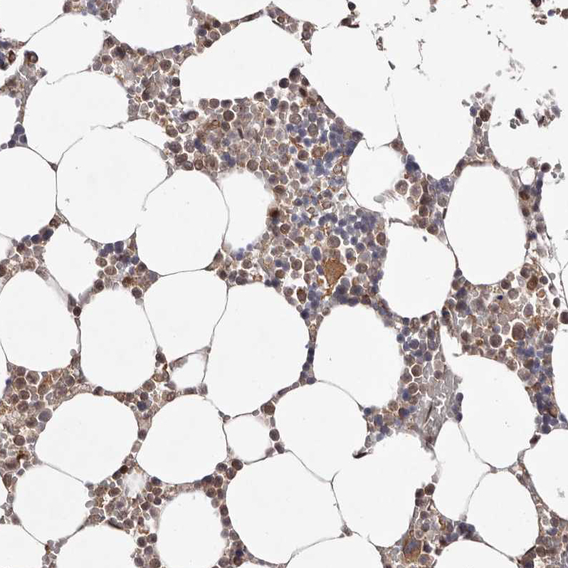 Anti-FBXO5 Antibody