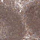 Immunohistochemical staining of human Lymph node shows moderate nuclear positivity in germinal center and non-germinal center cells.