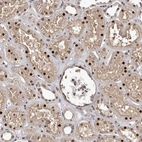 Immunohistochemical staining of human Kidney shows moderate nuclear positivity in cells in glomeruli and tubules.