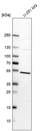 Western blot analysis in human cell line U-251 MG.