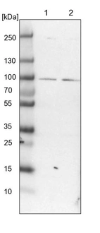 Lane 1: NIH-3T3 cell lysate (Mouse embryonic fibroblast cells)_br/_Lane 2: NBT-II cell lysate (Rat Wistar bladder tumour cells)