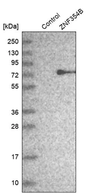Western blot analysis in control (vector only transfected HEK293T lysate) and ZNF354B over-expression lysate (Co-expressed with a C-terminal myc-DDK tag (~3.1 kDa) in mammalian HEK293T cells, LY409241).