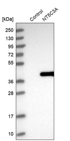 Anti-NT5C3A Antibody