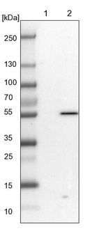 Lane 1: NIH-3T3 cell lysate (Mouse embryonic fibroblast cells)_br/_Lane 2: NBT-II cell lysate (Rat Wistar bladder tumour cells)