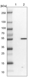 Lane 1: NIH-3T3 cell lysate (Mouse embryonic fibroblast cells)_br/_Lane 2: NBT-II cell lysate (Rat Wistar bladder tumour cells)