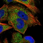 Immunofluorescent staining of human cell line U-251 MG shows localization to cytosol & vesicles.