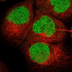 Immunofluorescent staining of human cell line A-431 shows localization to nucleoplasm.