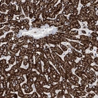 Immunohistochemical staining of human liver shows high expression.