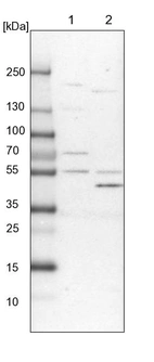Lane 1: NIH-3T3 cell lysate (Mouse embryonic fibroblast cells)_br/_Lane 2: NBT-II cell lysate (Rat Wistar bladder tumour cells)