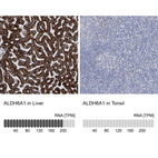 Anti-ALDH6A1 Antibody