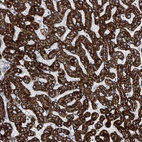 Immunohistochemical staining of human liver shows high expression.