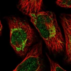 Immunofluorescent staining of human cell line U-2 OS shows localization to nucleoplasm & mitochondria.