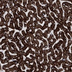 Immunohistochemical staining of human liver shows high expression.