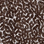 Immunohistochemical staining of human liver shows high expression.