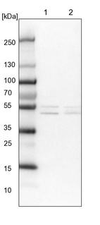 Lane 1: NIH-3T3 cell lysate (Mouse embryonic fibroblast cells)_br/_Lane 2: NBT-II cell lysate (Rat Wistar bladder tumour cells)