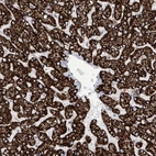 Immunohistochemical staining of human liver shows high expression.