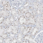 Anti-AP000322.53 Antibody