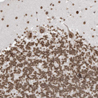Immunohistochemical staining of human cerebellum shows strong positivity in nuclear membrane in all layers.