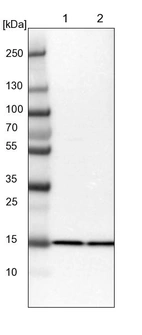 Lane 1: NIH-3T3 cell lysate (Mouse embryonic fibroblast cells)_br/_Lane 2: NBT-II cell lysate (Rat Wistar bladder tumour cells)