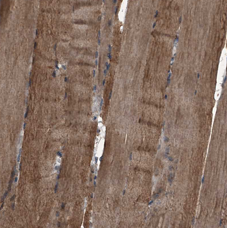 Anti-MAPKAP1 Antibody