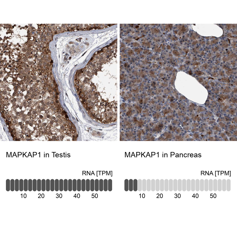 Anti-MAPKAP1 Antibody