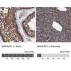 Anti-MAPKAP1 Antibody