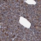 Immunohistochemical staining of human pancreas shows low expression as expected.