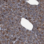 Immunohistochemical staining of human pancreas shows low expression as expected.