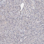 Immunohistochemical staining of human pancreas shows very weak cytoplasmic positivity in exocrine glandular cells.