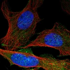 Immunofluorescent staining of human cell line U-2 OS shows localization to nucleoplasm, cytosol & actin filaments.