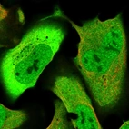 Immunofluorescent staining of human cell line U-2 OS shows localization to nucleoplasm, plasma membrane & cytosol.