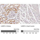 Anti-LAMP2 Antibody