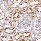 Immunohistochemical staining of human kidney shows high expression.