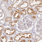 Immunohistochemical staining of human kidney shows high expression.