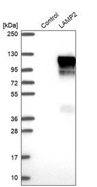 Western blot analysis in control (vector only transfected HEK293T lysate) and LAMP2 over-expression lysate (Co-expressed with a C-terminal myc-DDK tag (~3.1 kDa) in mammalian HEK293T cells, LY419414).