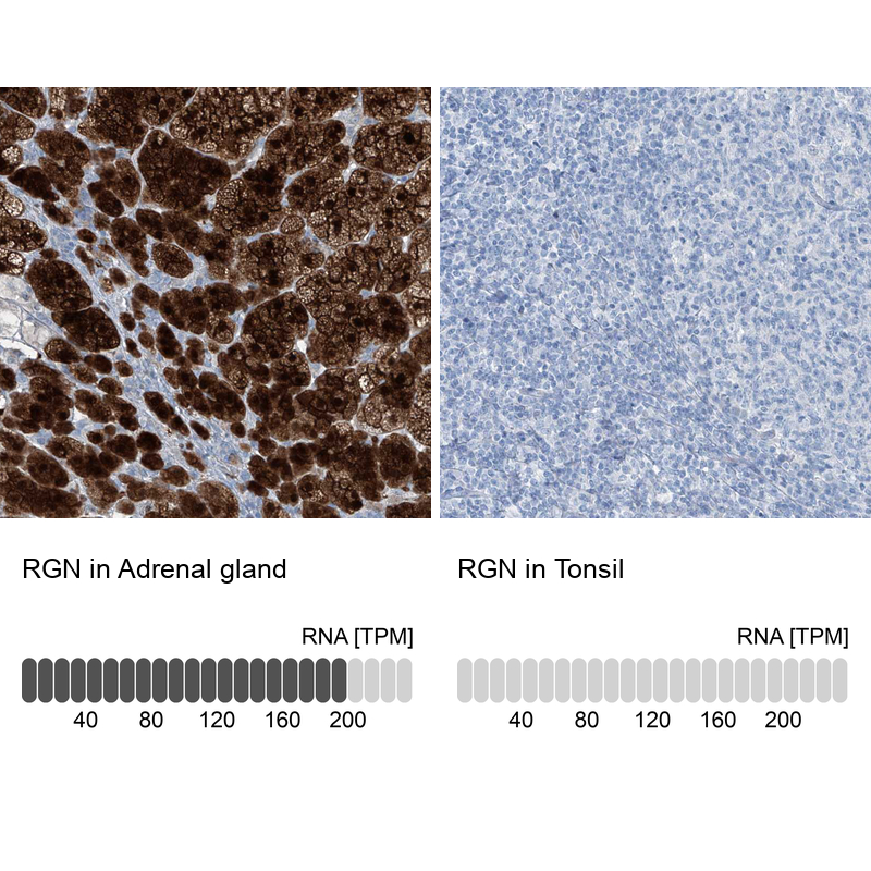 Anti-RGN Antibody