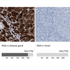 Anti-RGN Antibody