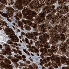 Immunohistochemical staining of human adrenal gland shows strong positivity in glandular cells.