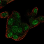 Immunofluorescent staining of human cell line Hep G2 shows localization to nucleus.