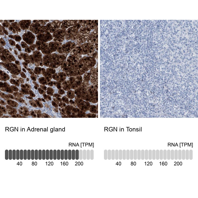 Anti-RGN Antibody