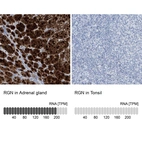 Anti-RGN Antibody